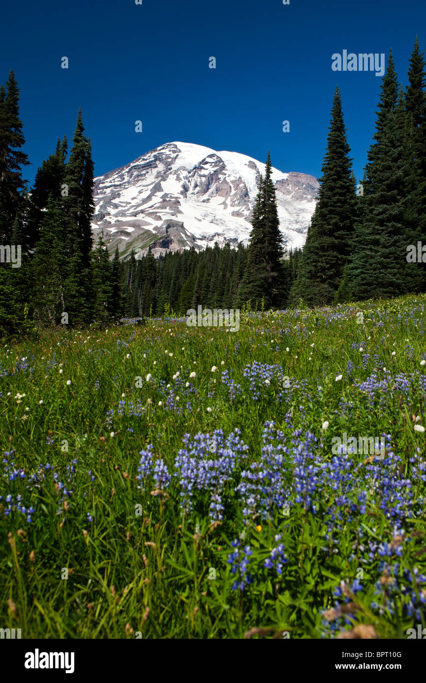 Wildflowers grow in a meadow with Mount Rainier in the background, Mt. Rainier National Park, Washington Stock Photo