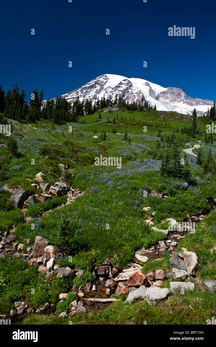 Stream and wildflowers hires stock photography and images Alamy