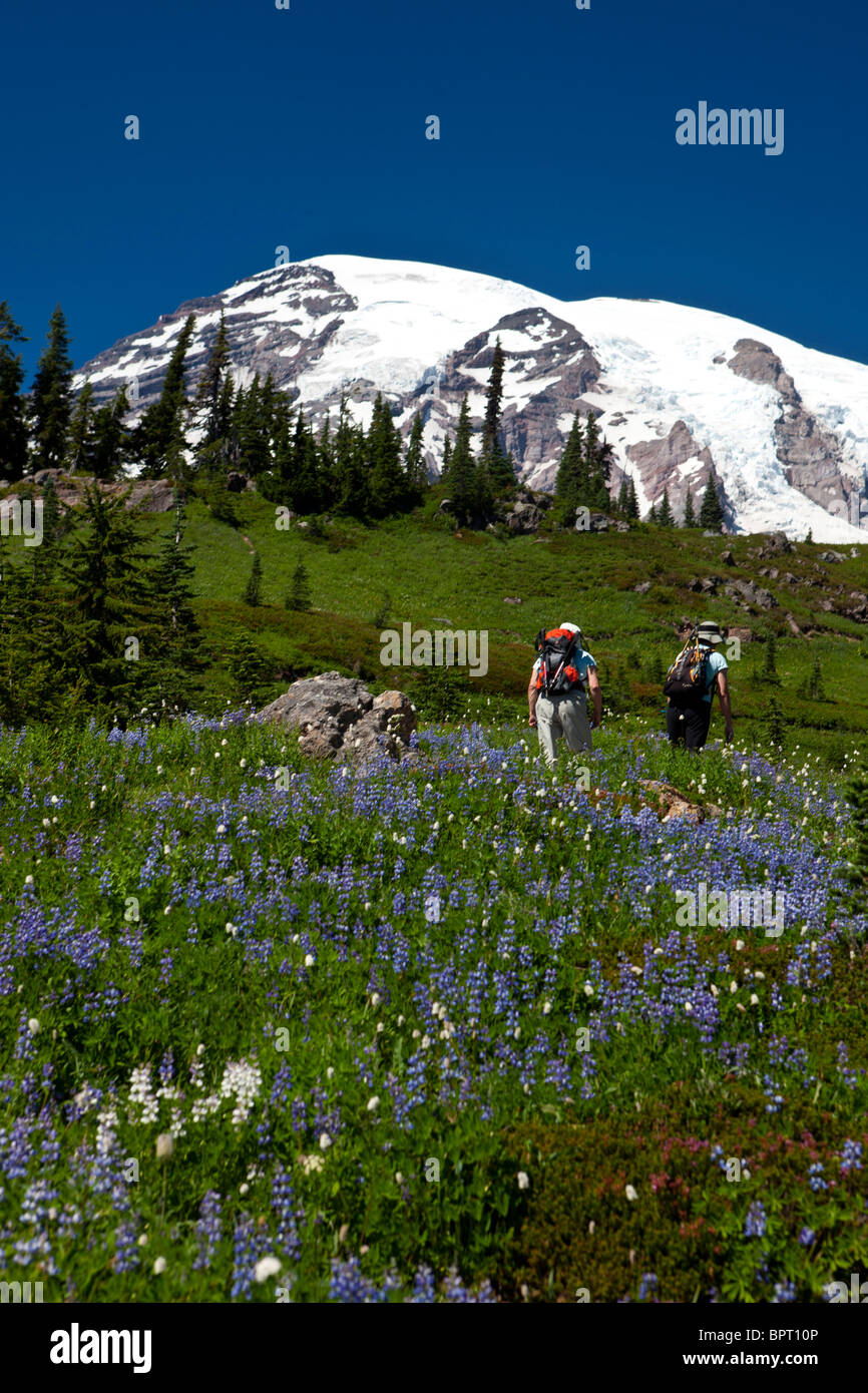 Hikers walk through a meadow trail with wildflowers and Mount Rainier in the background, Mt. Rainier National Park Stock Photo
