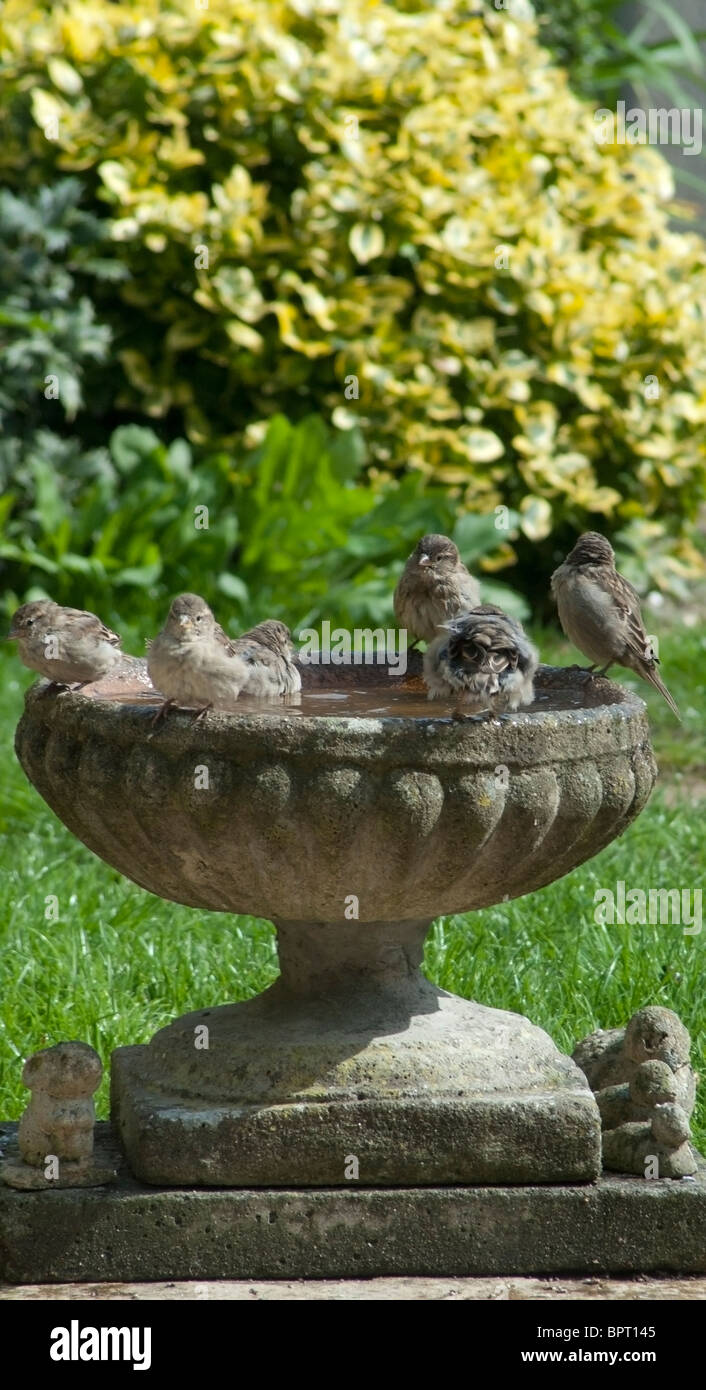 Garden Bird Bath Stock Photo Alamy