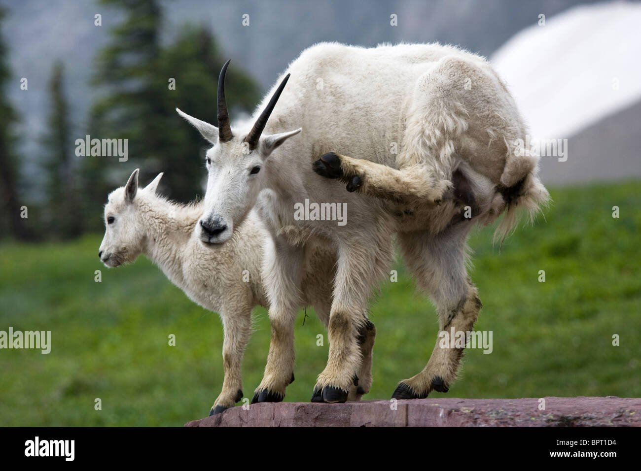 Rocky Mountain Goat Scratching An Itch And Baby Goat At Glacier National Park Montana Oreamnos Americanus Stock Photo Alamy