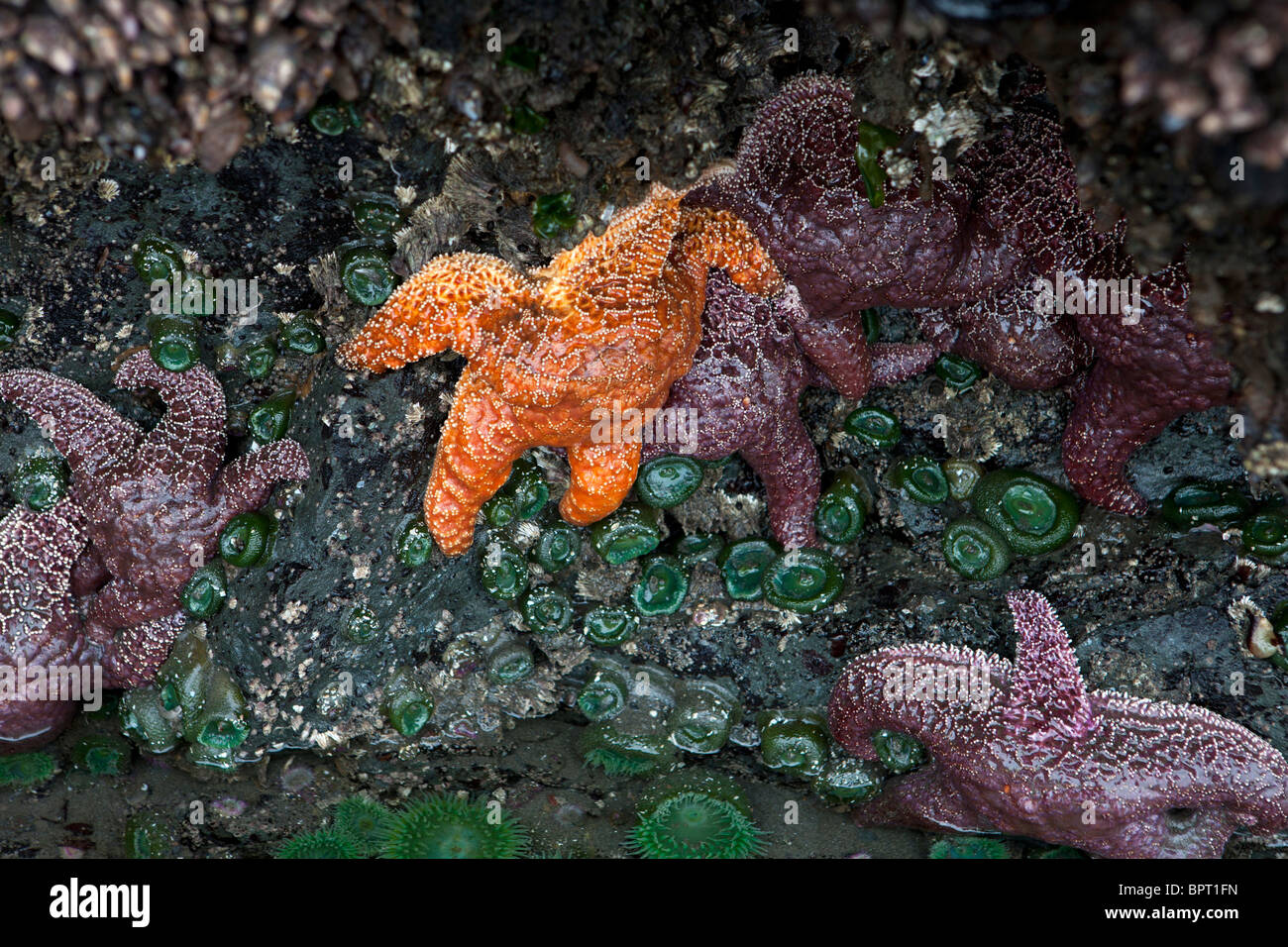 Orange and purple Ochre Sea Stars (Pisaster ochraceus) attached to the base of a sea stack, Ruby Beach, Olympic National Park Stock Photo
