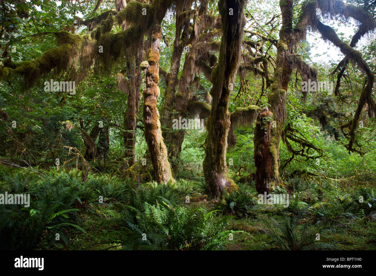 Moss hangs from maple trees, Hall of Mosses trail, Hoh Rain Forest, Olympic National Park, Washington, United States of America Stock Photo