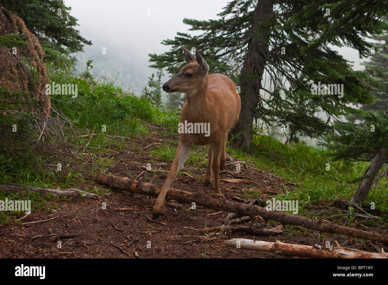 Female deer walks on hiking trail, Hurricane Ridge, Olympic National Park, Washington, United States of America Stock Photo