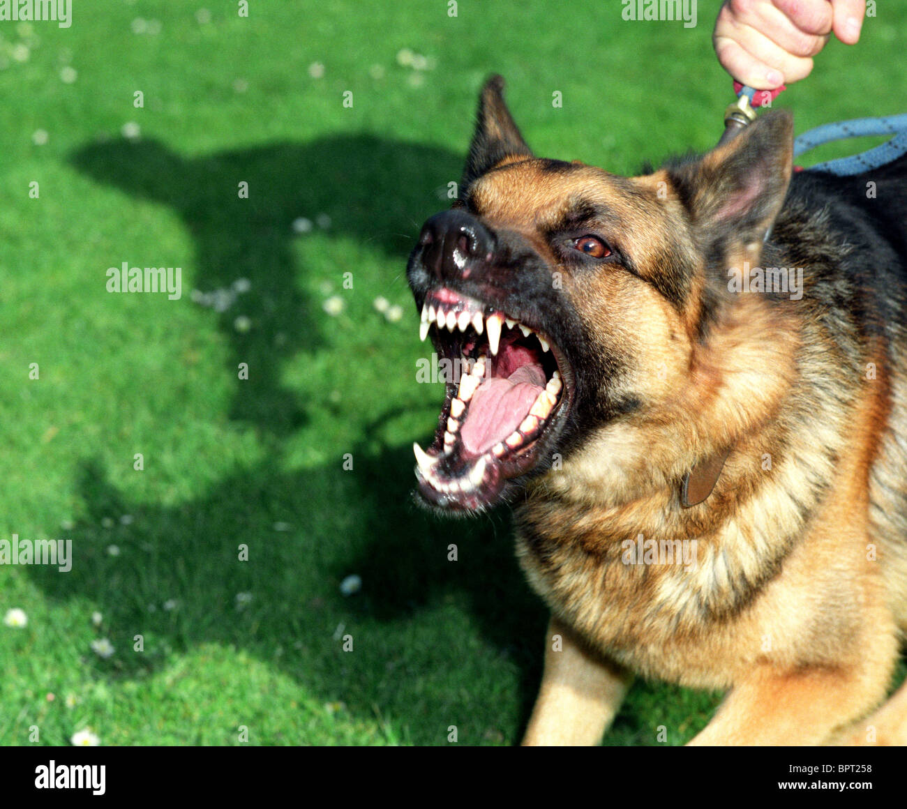 Guard dog,  Alsation, aggressive dog, Alsation guard dog barking and straining at the leash Stock Photo