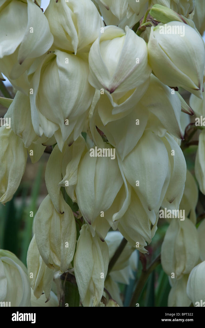 White Yucca flowers - Vittorio Emanuele Agavaceae  - Kew Gardens England UK Stock Photo