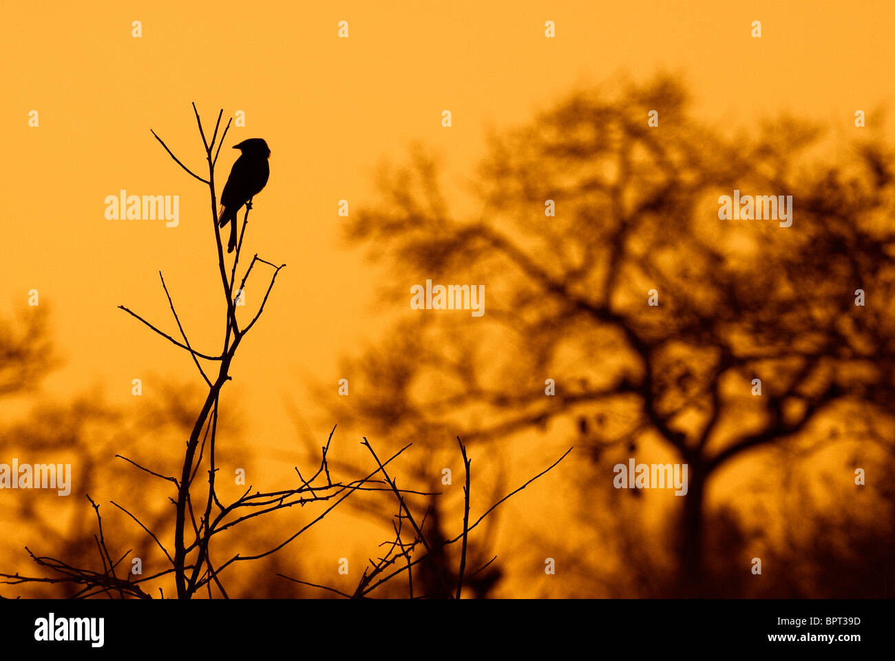 A fork-tailed drongo during the sunrise in the sabie sand game reserve. Stock Photo