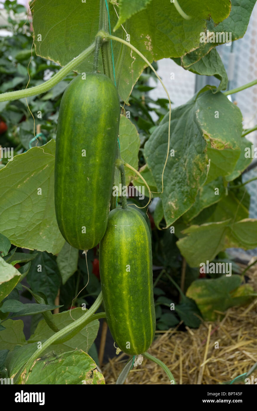 Marrow growing in a greenhouse at the Hampton Court Flower Show England UK Stock Photo