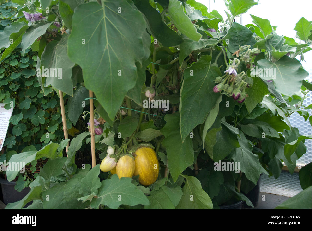 Aubergine plant with yellow aubergine at the Hampton Court Flower Show