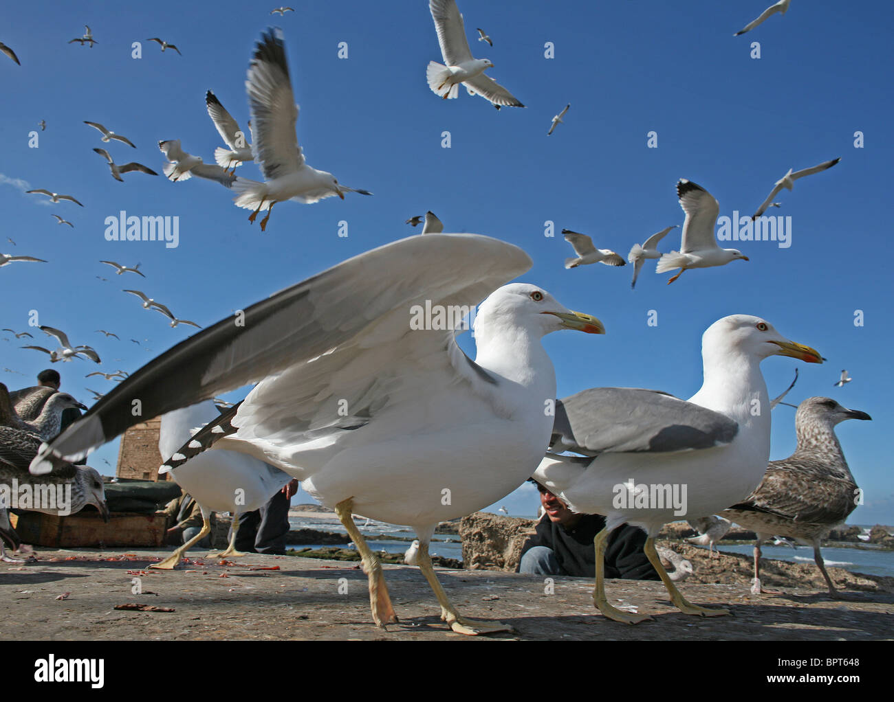 Seagulls, Seagull pictured in the harbor of Essaouira, Morocco, on Jan 17, 2006. Stock Photo