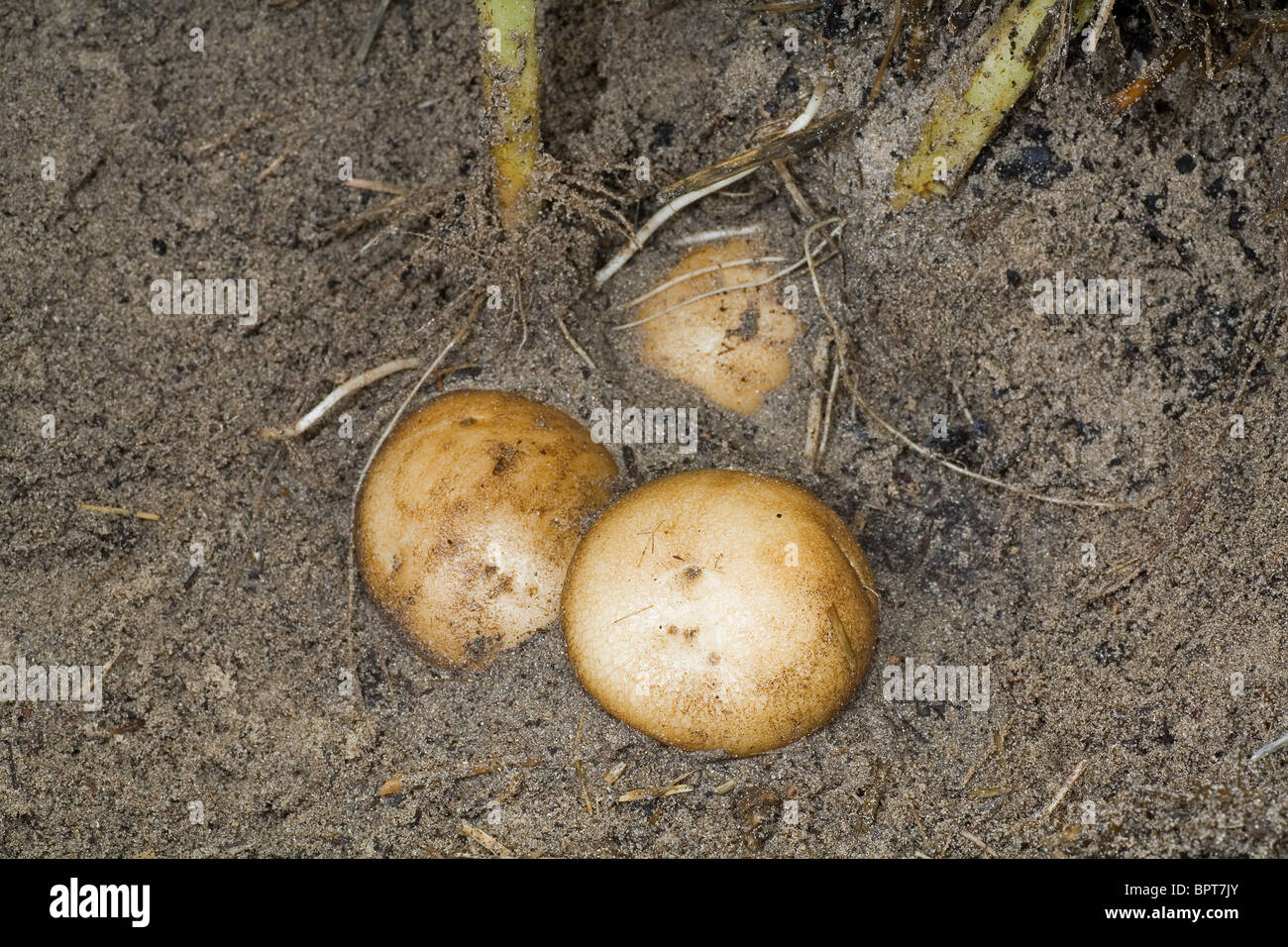 Delaware potatoes still attached to the vine in a home vegetable patch ...