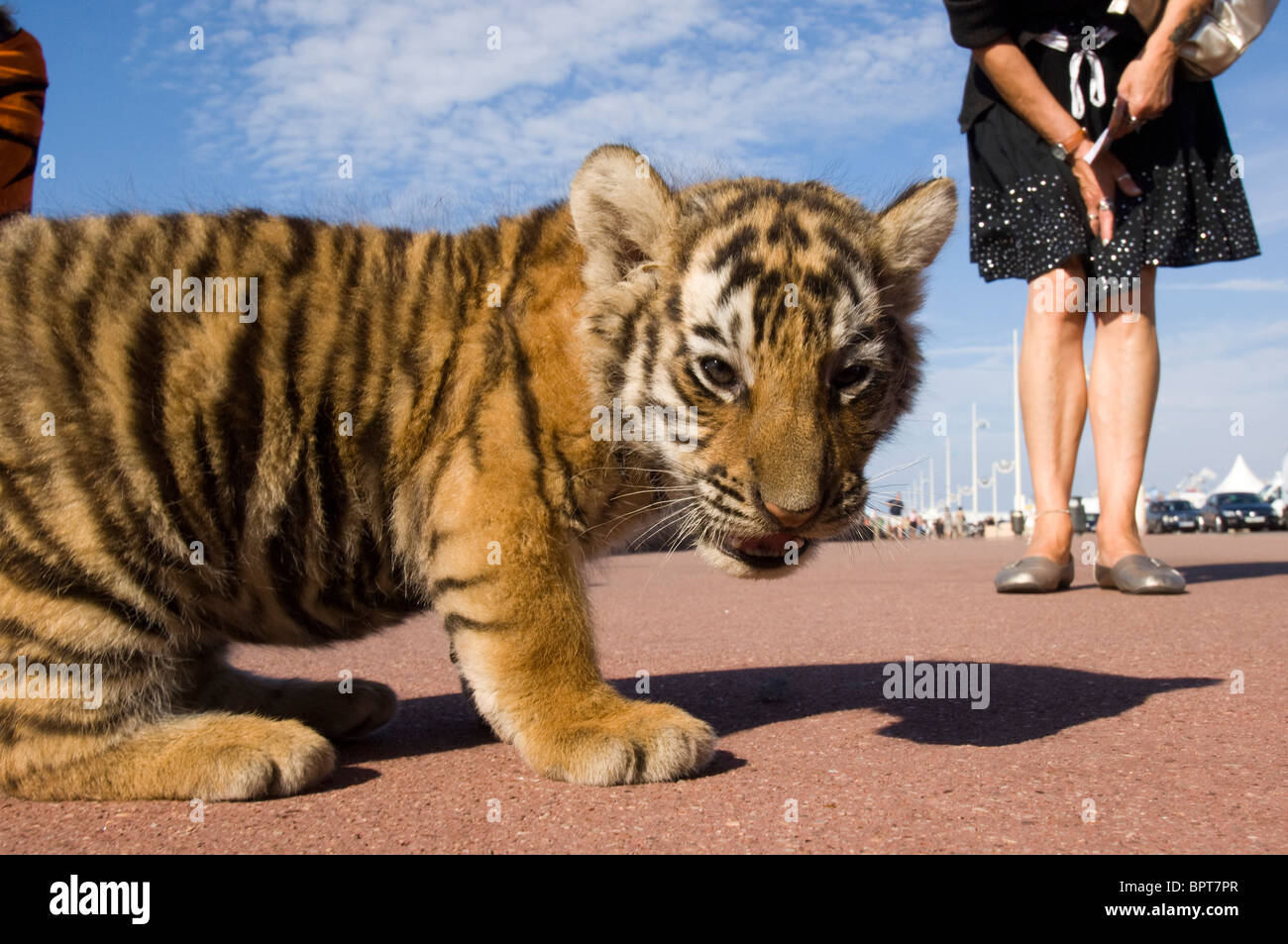 A tiger cub from a circus on a street in Dieppe France Stock Photo