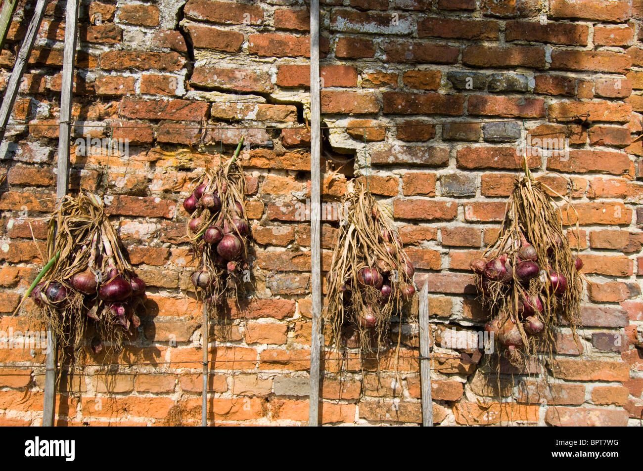 Four strings of French Onions hang on a sunny red brick wall in a French Potager Kitchen garden Stock Photo