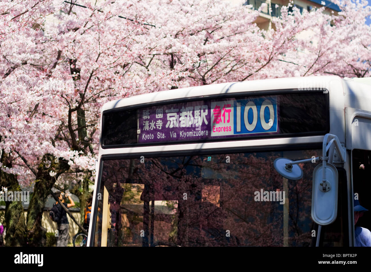 The 100 bus in Kyoto during cherry blossom season, Kyoto Stock Photo