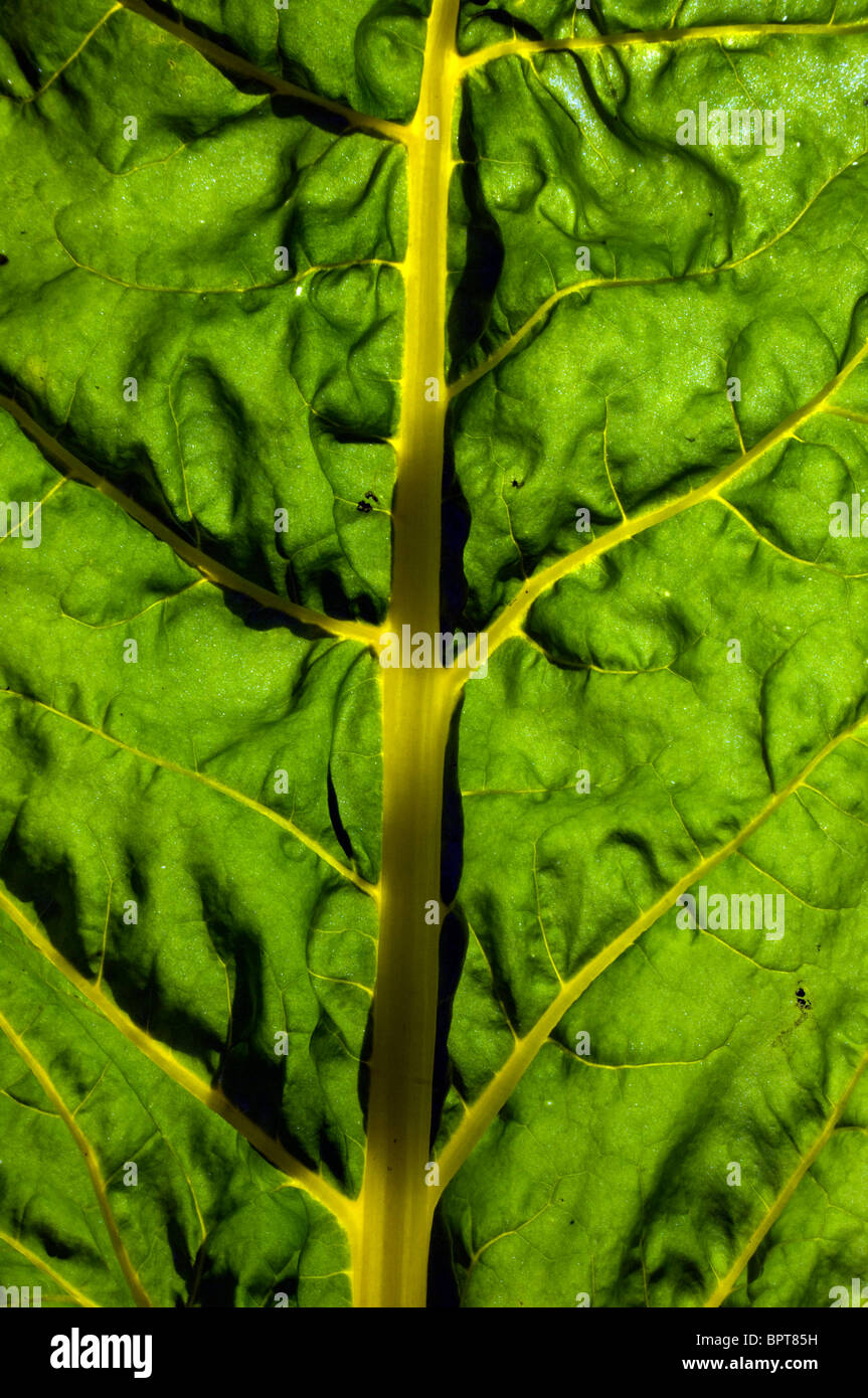 One yellow leaf hires stock photography and images Alamy