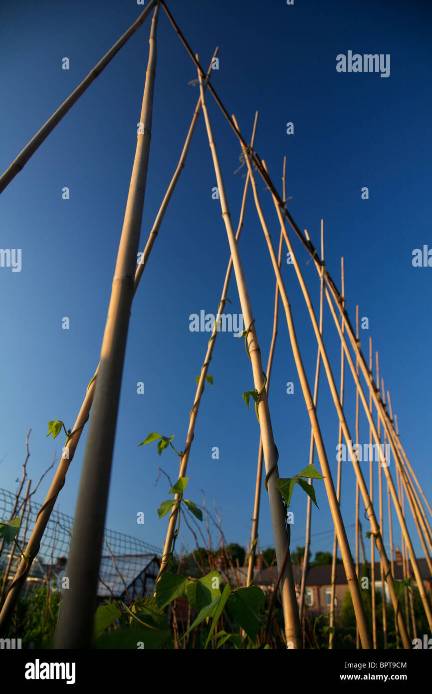 Polestar runner bean hires stock photography and images Alamy