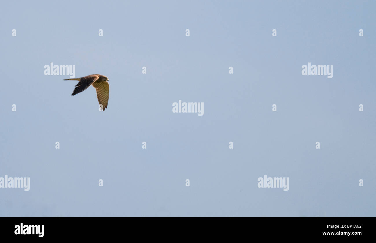 Kestrel in Flight over Warwickshire Stock Photo