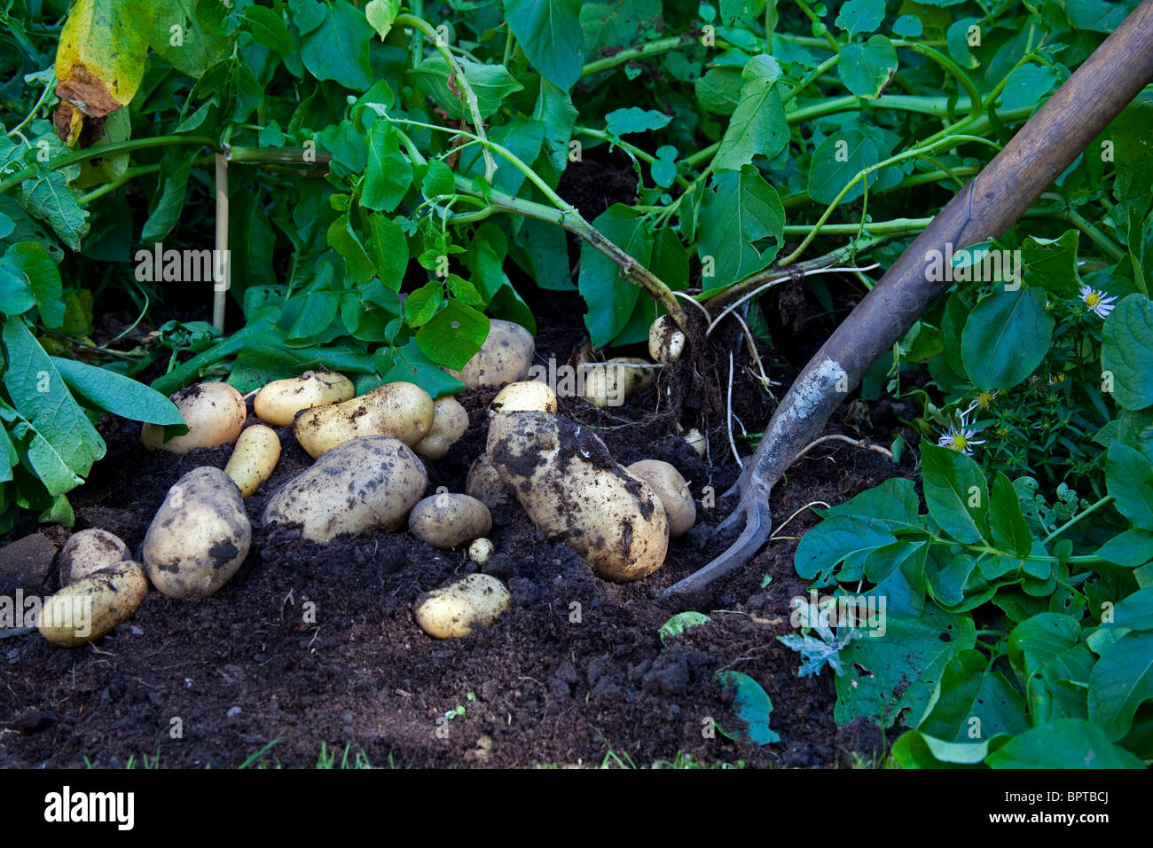 Harvesting home grown potatoes with garden fork Stock Photo