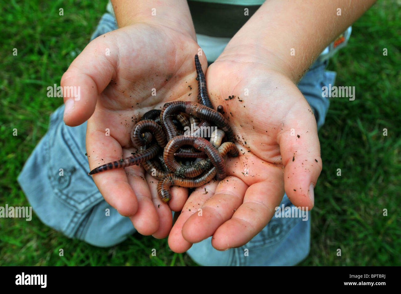 Worms, Child holding earthworms, handful of worms Stock Photo