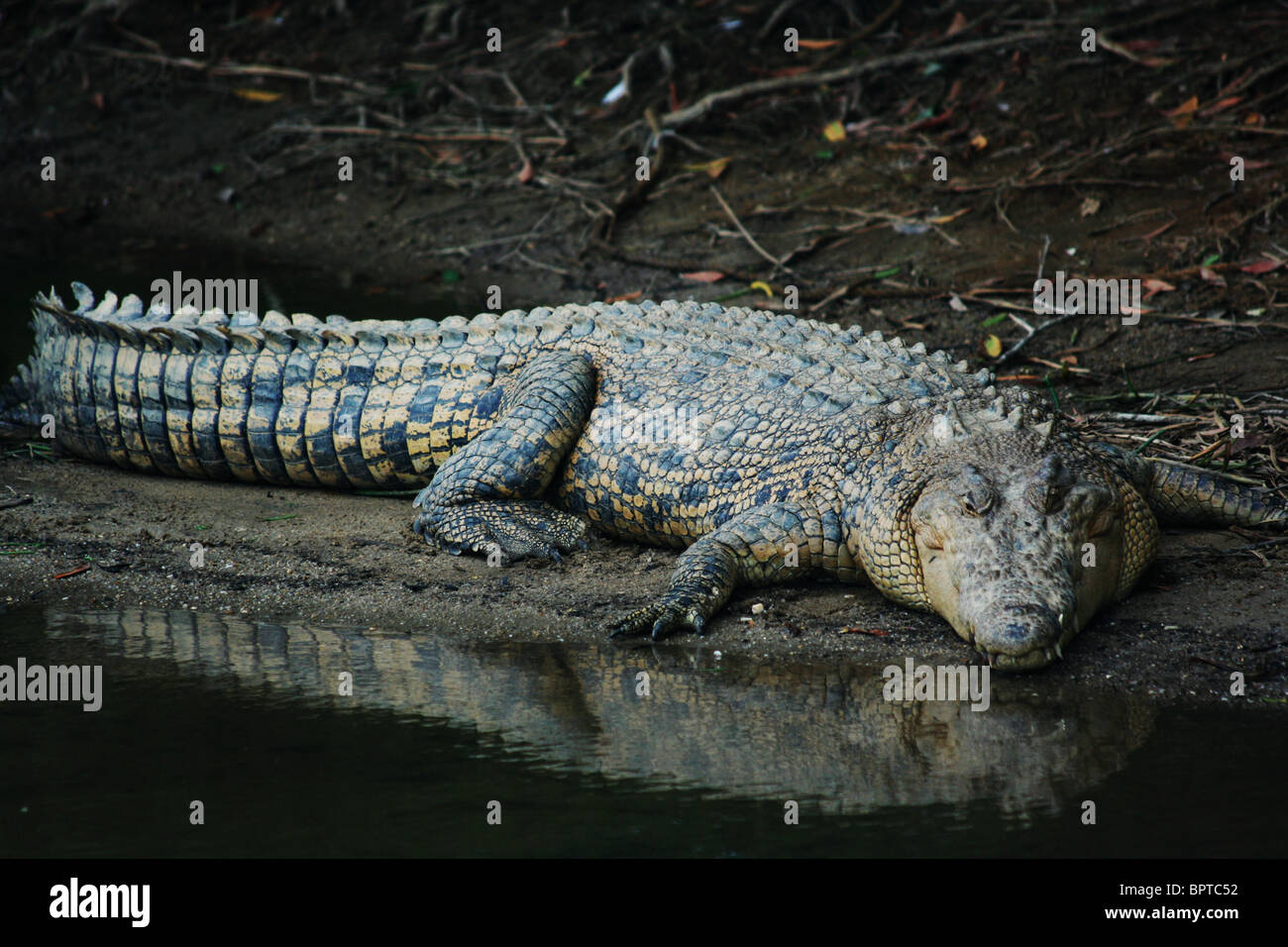 Crocodile in the wild with image reflected in water Cairns Queensland