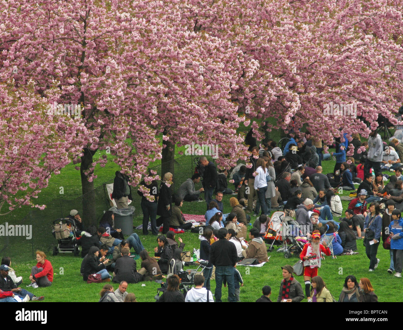 Cherry Blossom festival crowds Brooklyn Botanic Garden Stock Photo Alamy