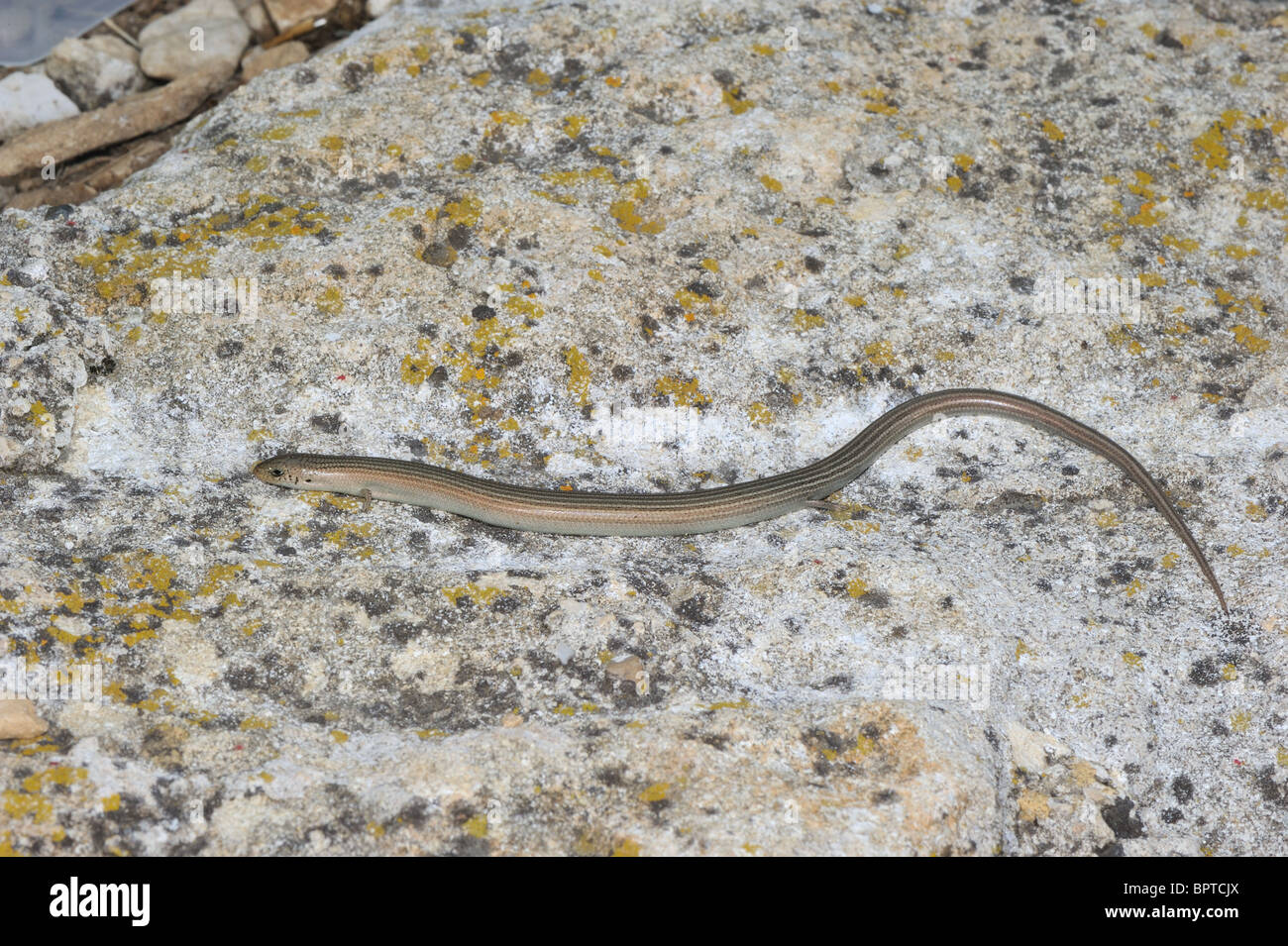 Western Three-Toed Skink (Chalcides chalcides striatus - Chalcides striatus) on a rock at sunset in summer Stock Photo