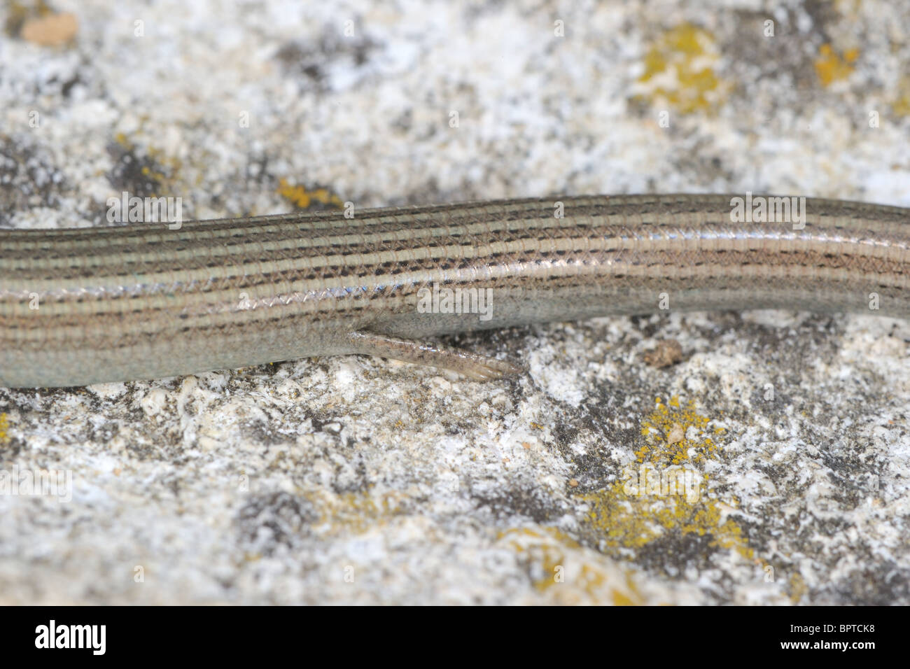 Western ThreeToed Skink (Chalcides chalcides striatus Chalcides
