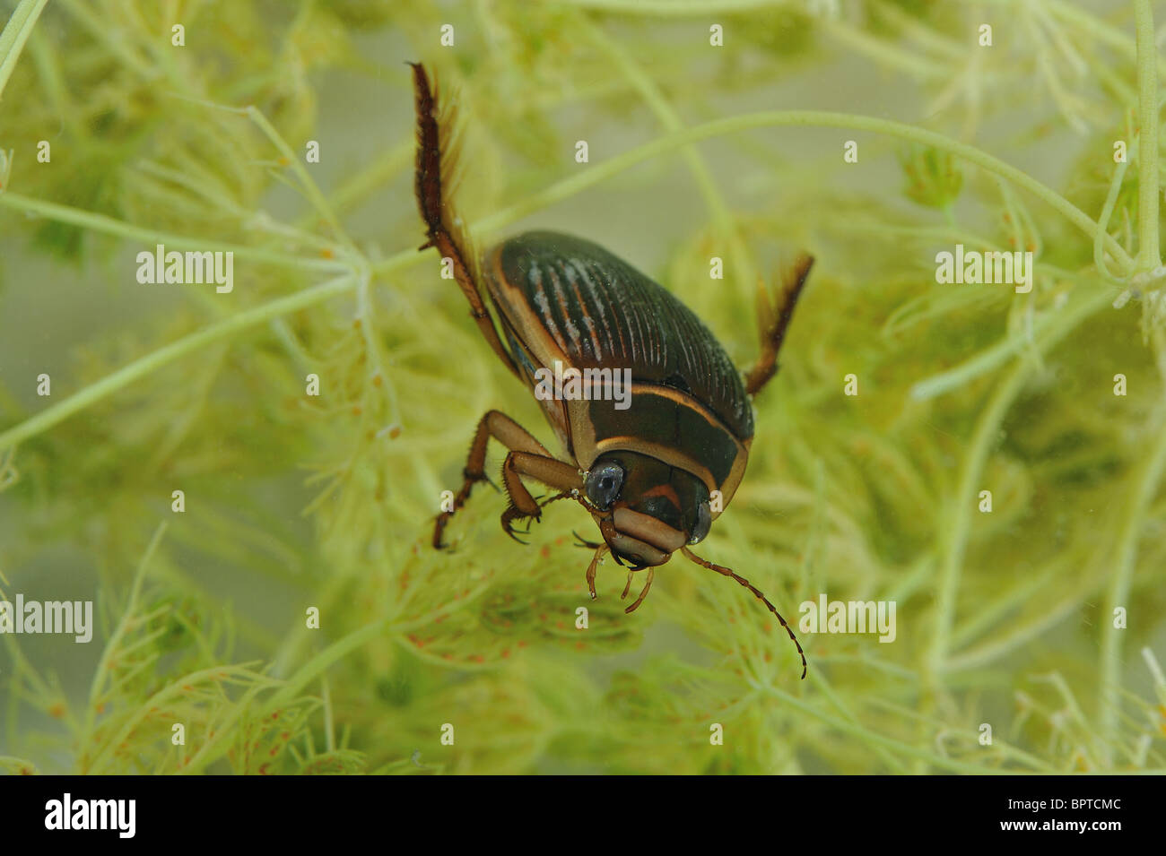 Great diving beetle - Water tiger (Dytiscus marginalis) - Female - Vaucluse - Provence - France Stock Photo