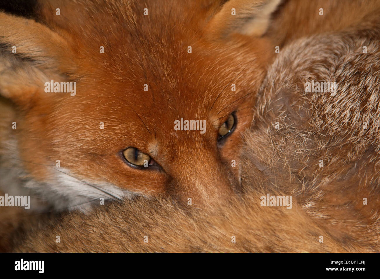 a beautiful red fox curled up in his pen at a wildlife rescue centre Stock Photo