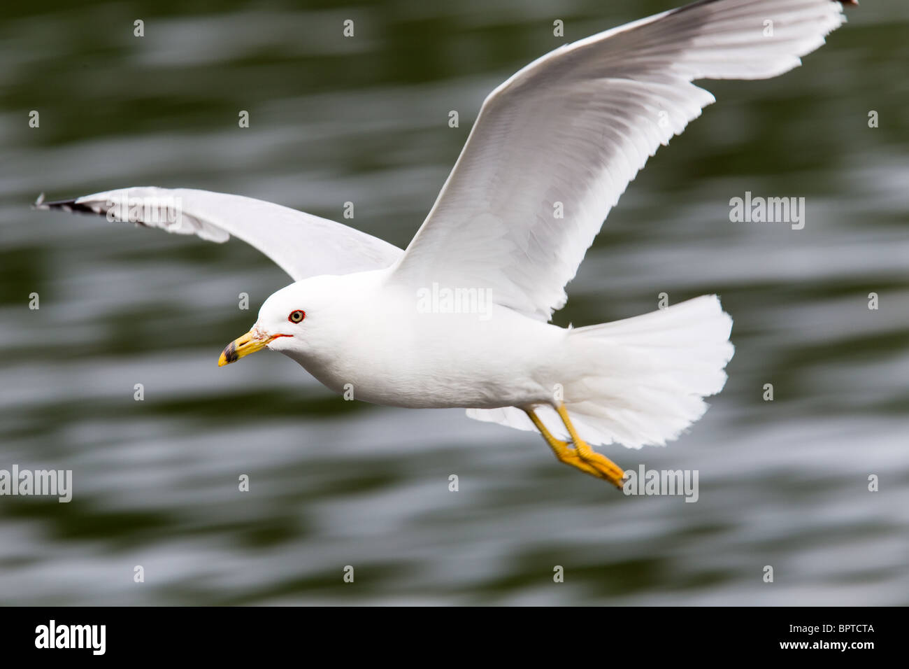 A Seagull flying over Kabetogama Lake in Voyageurs National Park. Stock Photo