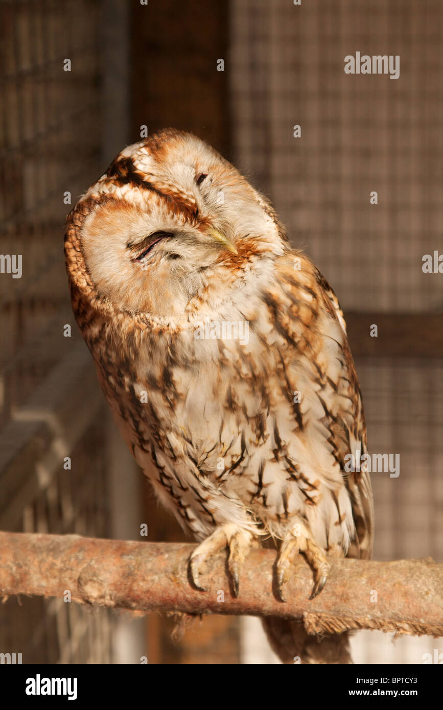 An injured tawny owl recovering at a wildlife rescue centre Stock Photo