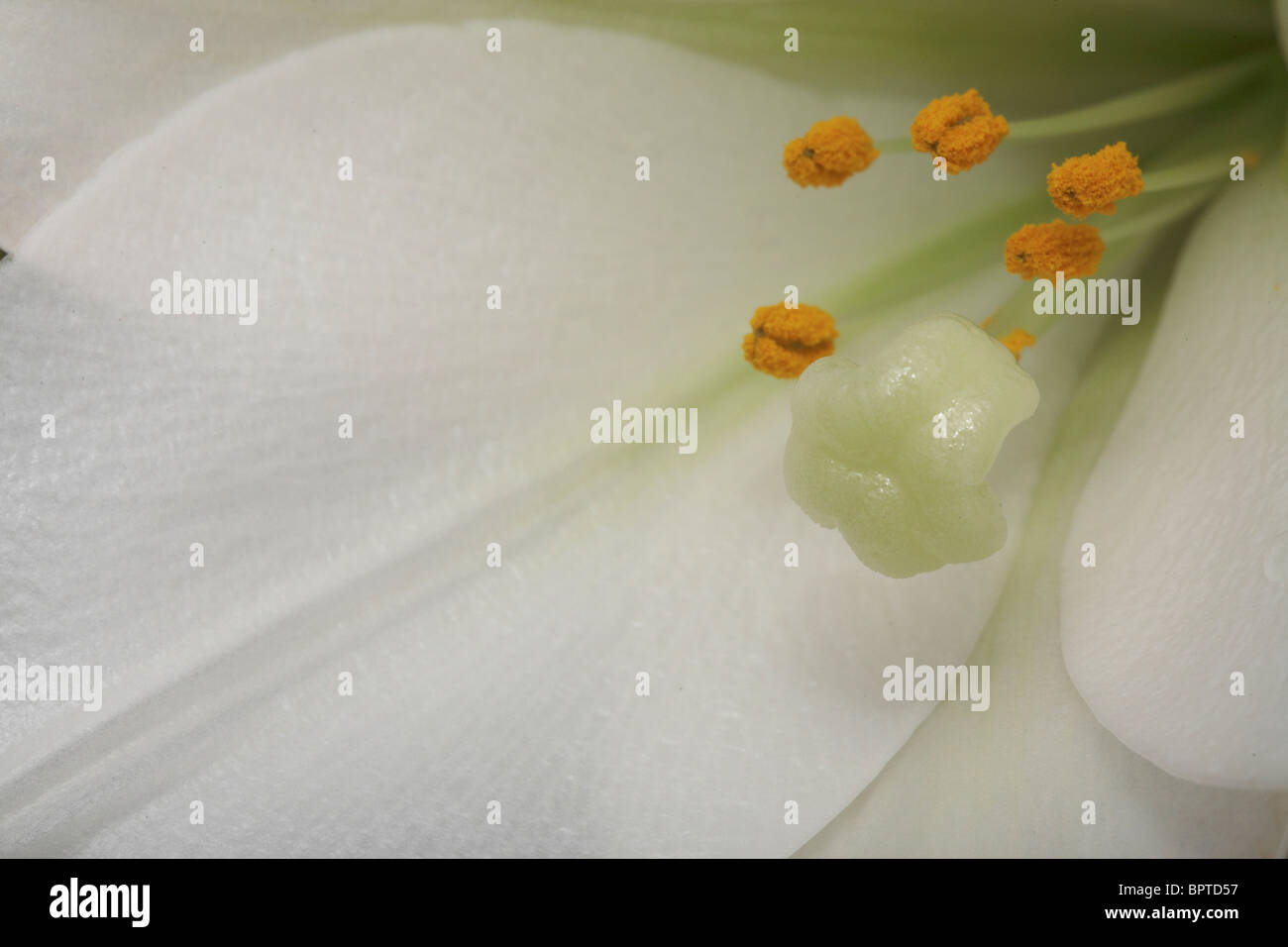White flower with beautiful filaments topped by an anther. Stock Photo