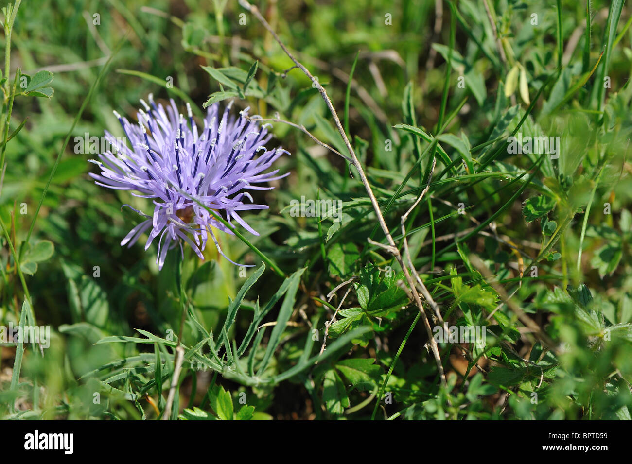 Blue thistle - Lilac thistle - Lilac-flowered thistle (Carduncellus mittissimus) flowering at spring - Cevennes - France Stock Photo