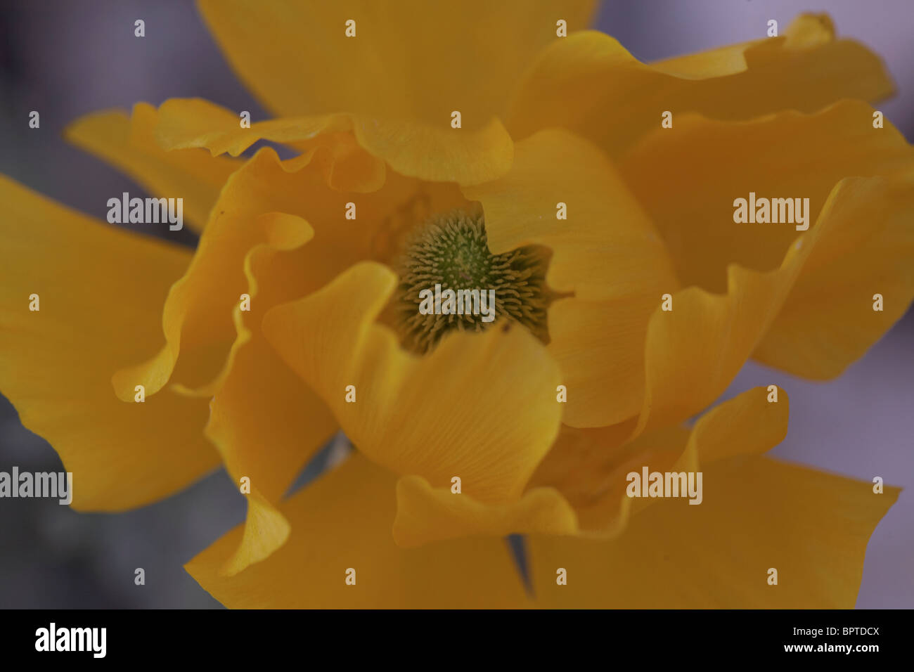 Beautiful yellow flower with opened wavy petals Stock Photo - Alamy