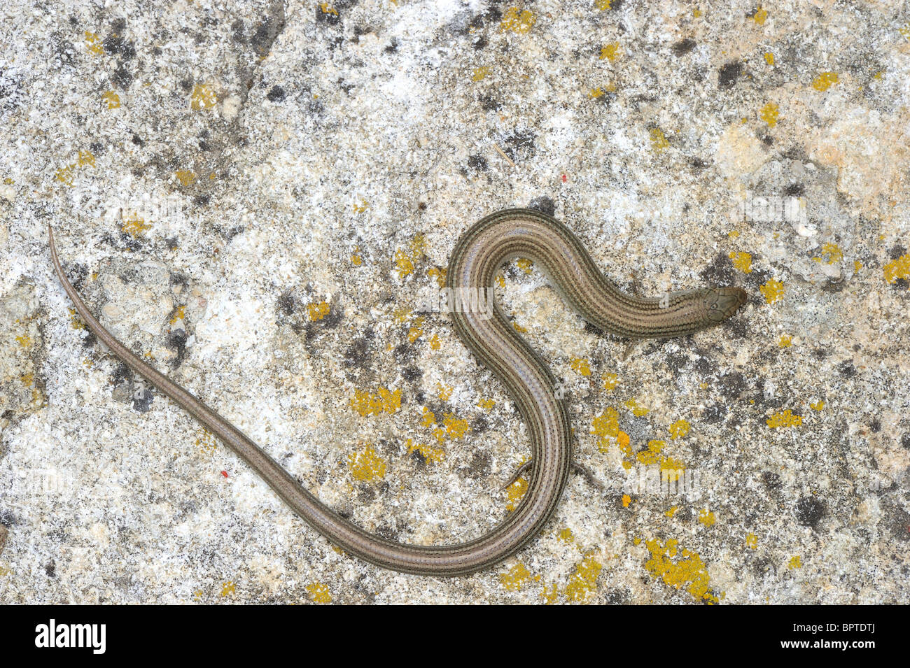 Western Three-Toed Skink (Chalcides chalcides striatus - Chalcides striatus) on a rock at sunset in summer Stock Photo