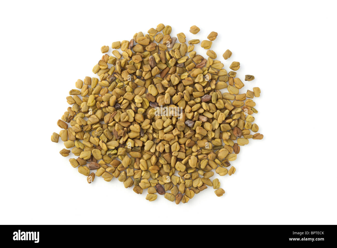 FENUGREEK FOENUM GRAECUM SEEDS Stock Photo