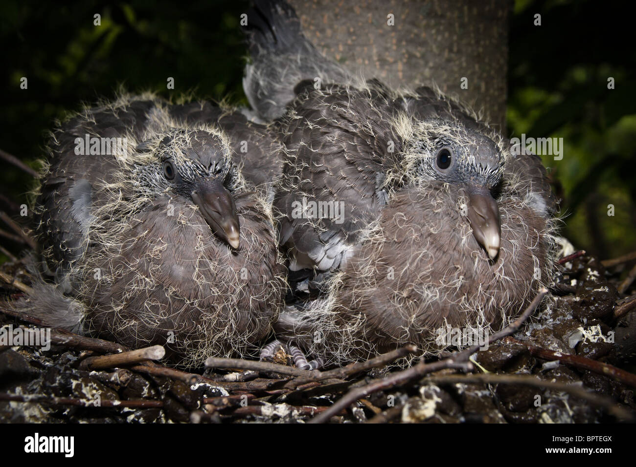 The nest of the Wood pigeon (Columba palumbus) with baby bird. Stock Photo
