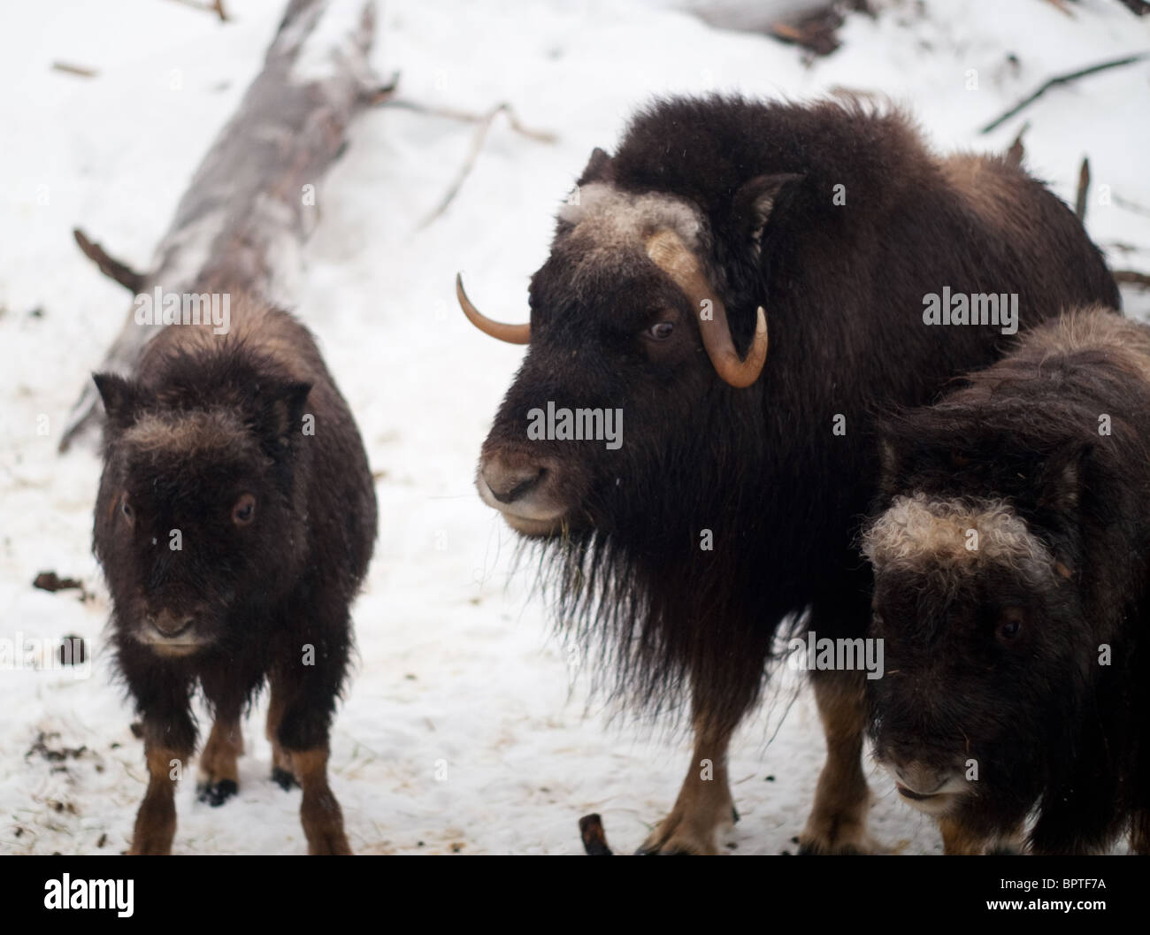 Musk Ox Wild Animal Stock Photo - Alamy