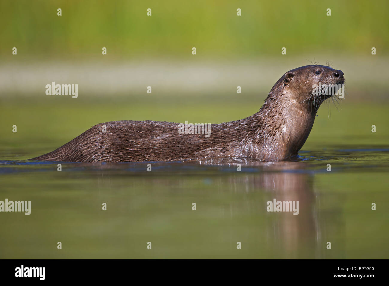 River Otter(s) - (Lutra canadensis) - Swimming in lake - Wyoming Stock Photo