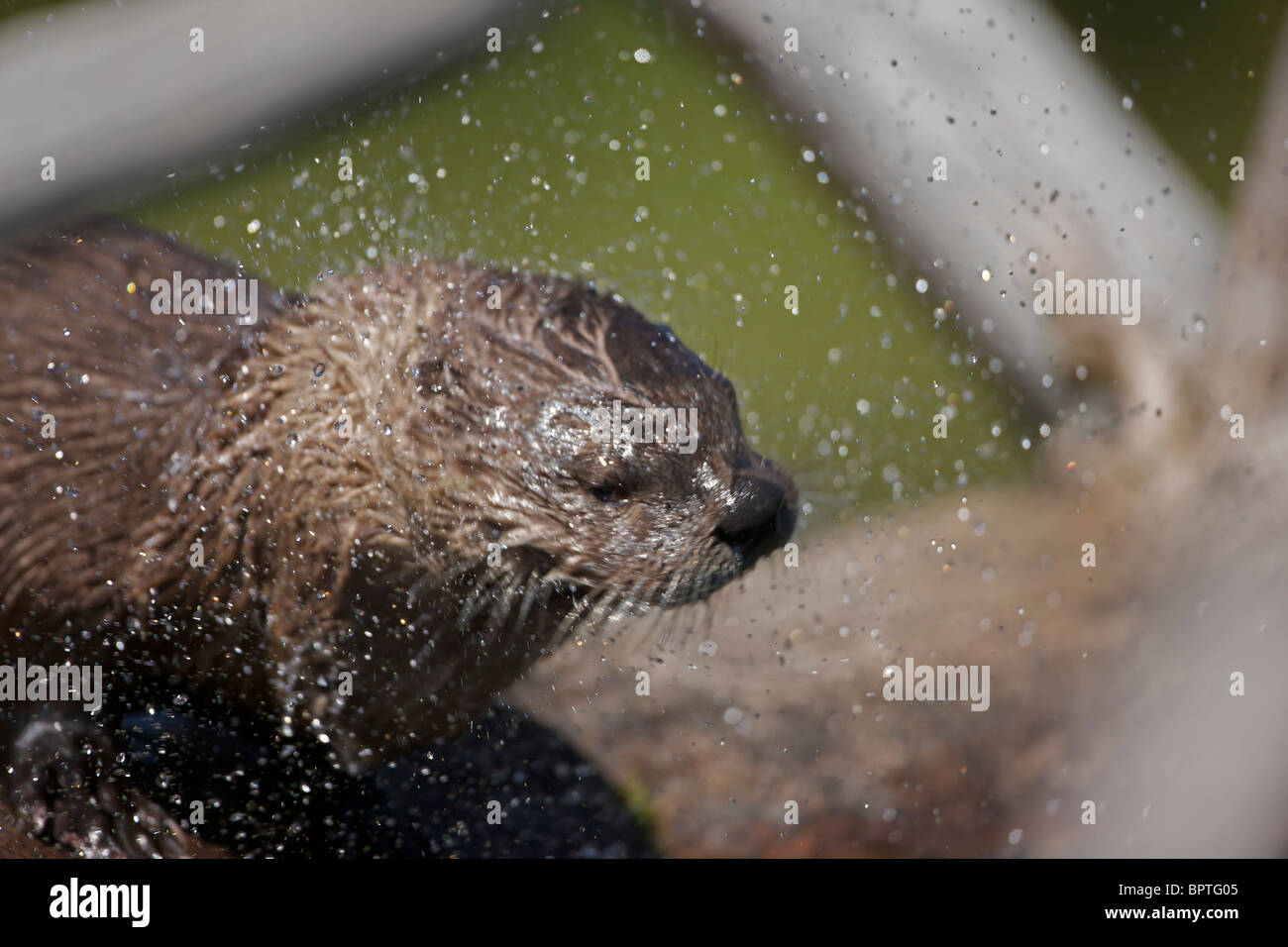 River Otter(s) - (Lutra canadensis) - Wyoming - Eat fish frogs turtles