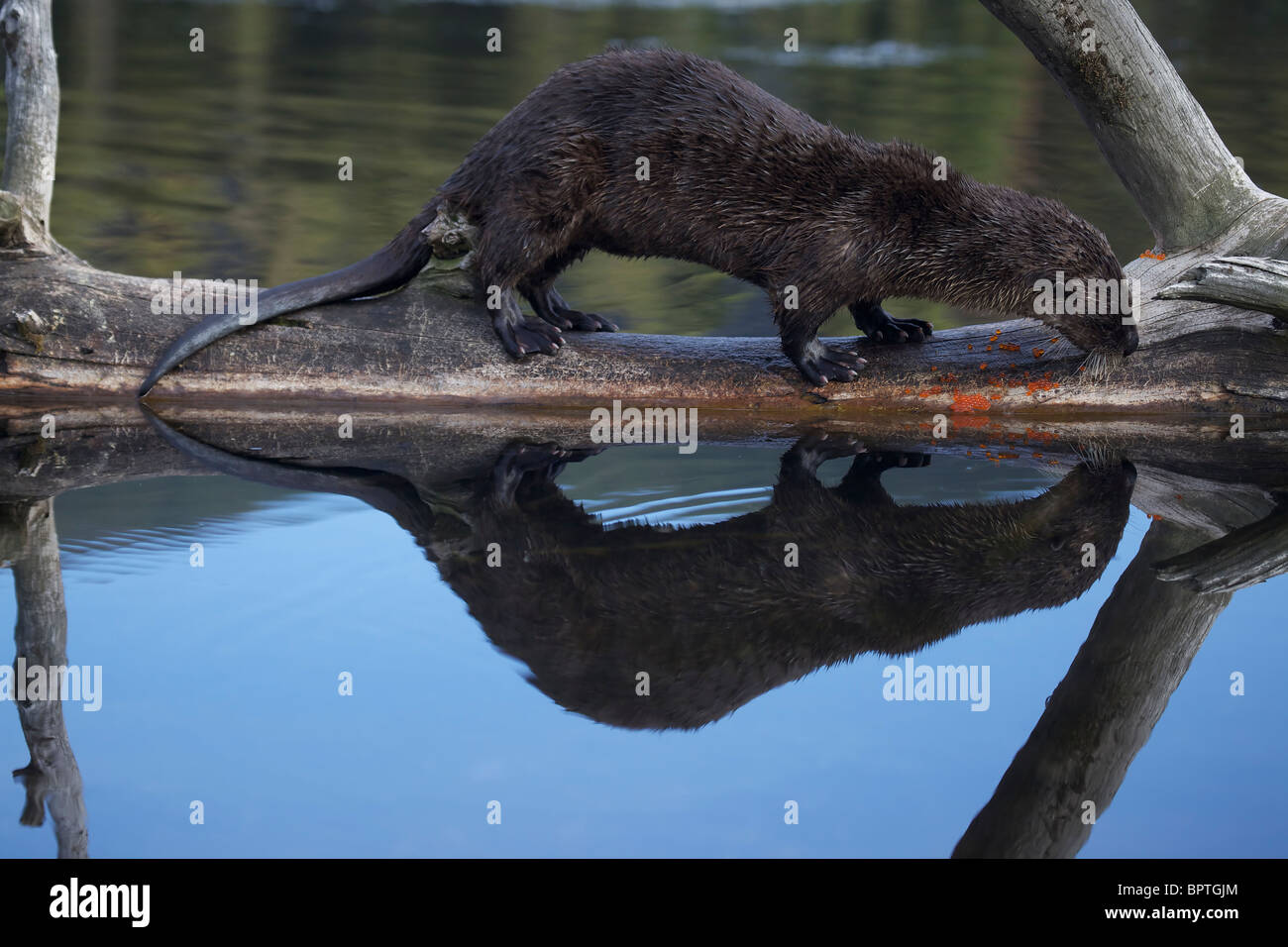 River Otter(s) (Lutra canadensis) Wyoming River Otter(s) (Lutra