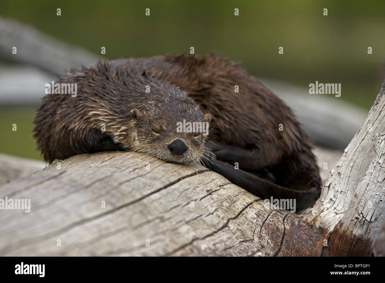 River Otter(s) - (Lutra canadensis) - Wyoming - Eat fish frogs turtles