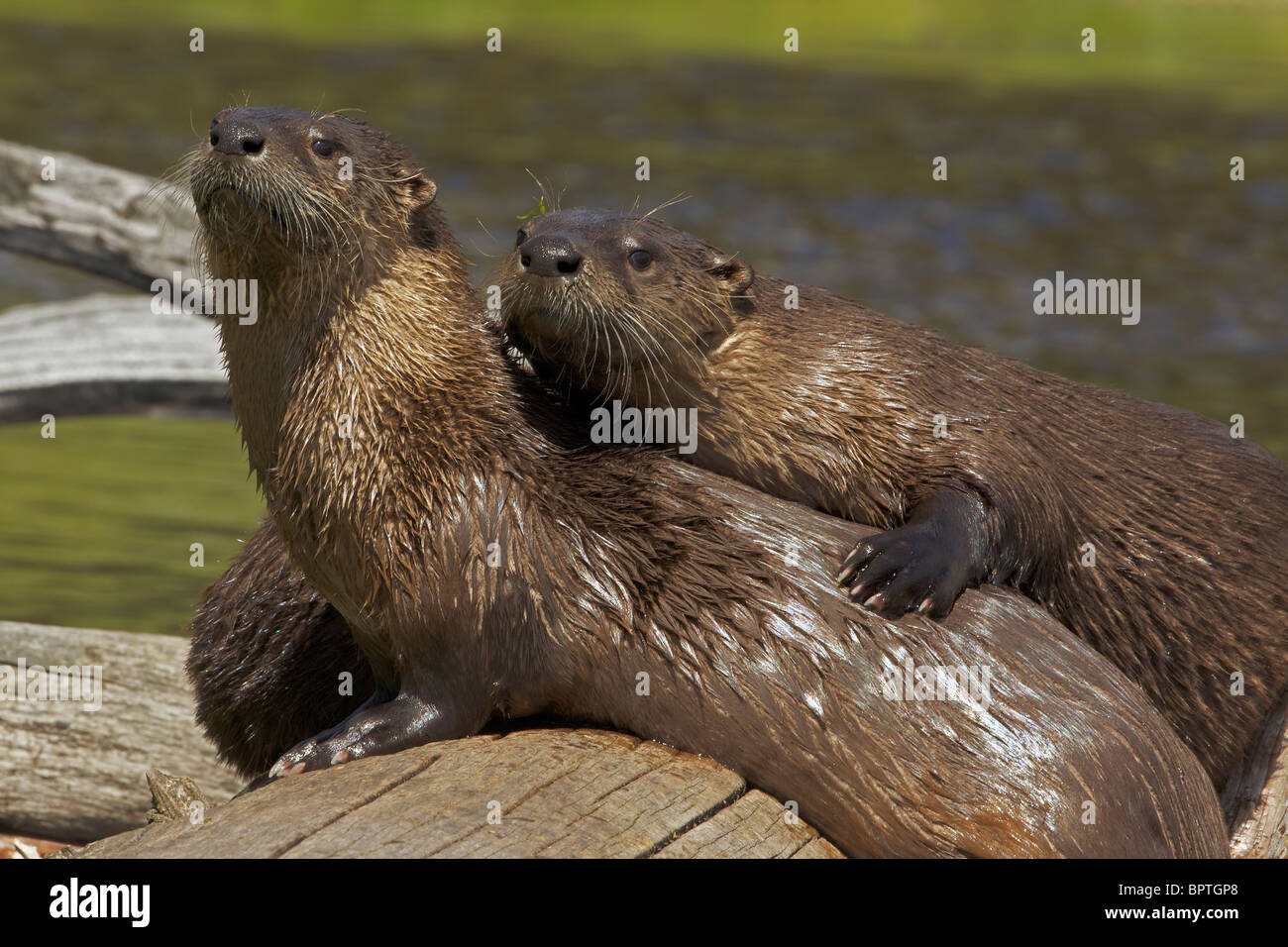 River Otter(s) - (Lutra canadensis) - Wyoming - Eat fish frogs turtles muskrats crayfish - playful intelligent animals Stock Photo