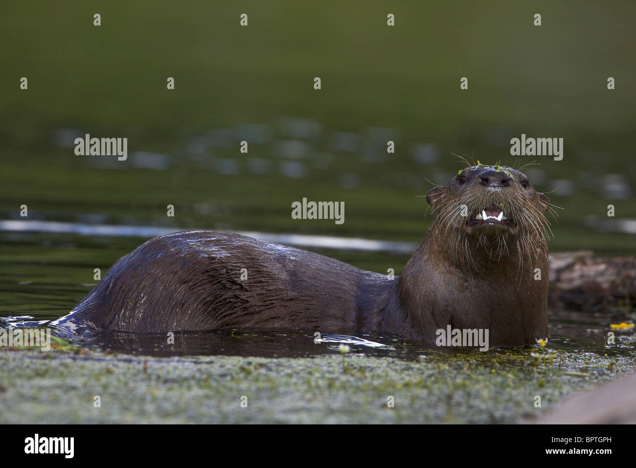 River Otter(s) - (Lutra canadensis) - Wyoming - Eat fish frogs turtles
