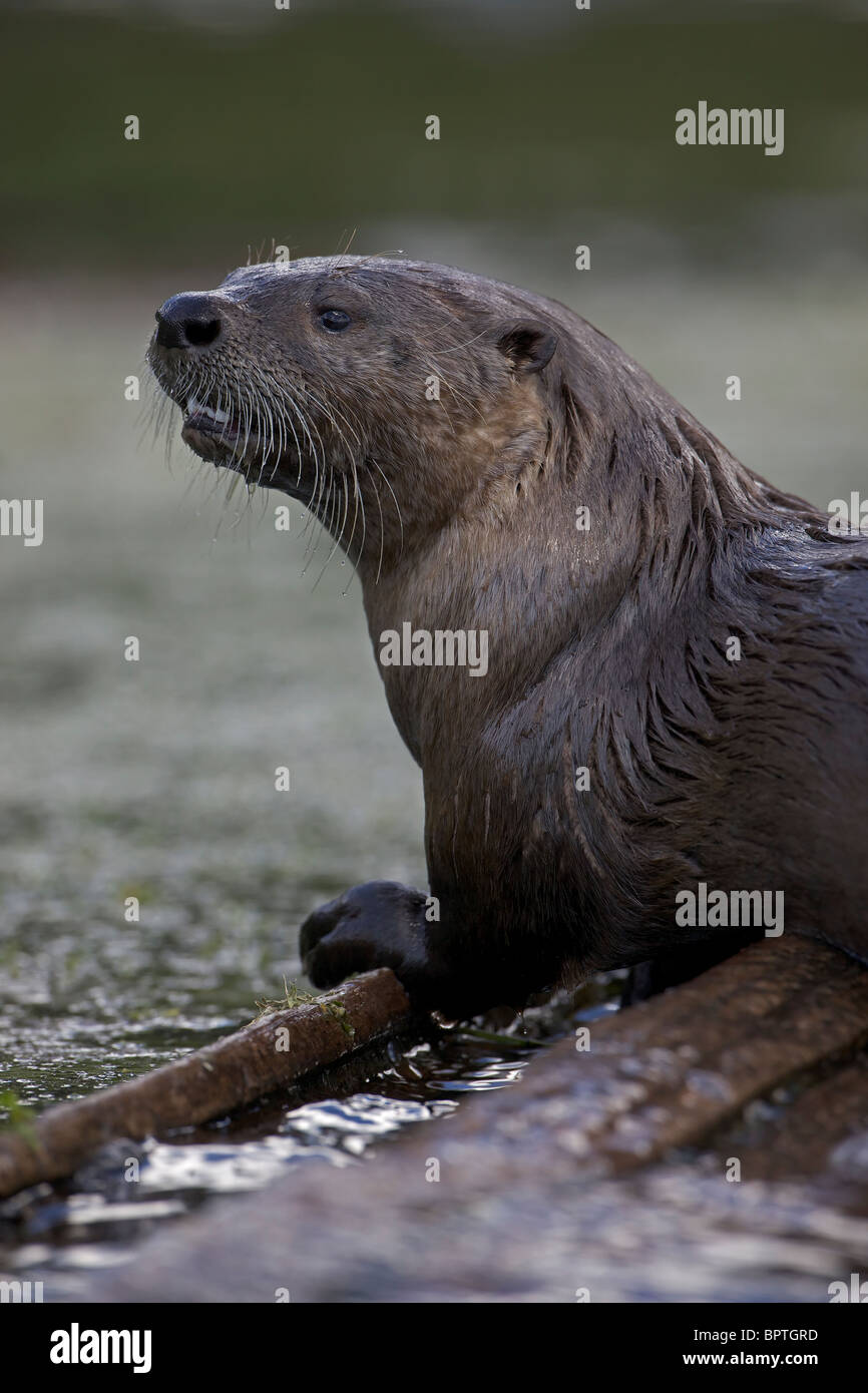 River Otter(s) - (Lutra canadensis) - Wyoming - Eat fish frogs turtles