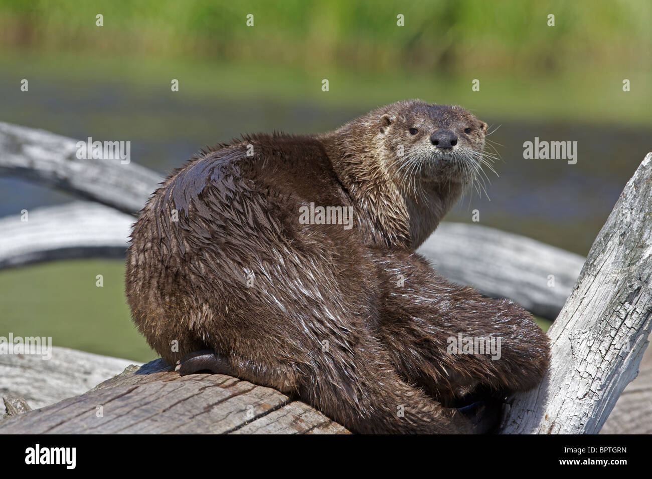 River Otter(s) - (Lutra canadensis) - Wyoming - Eat fish frogs turtles muskrats crayfish - playful intelligent animals Stock Photo