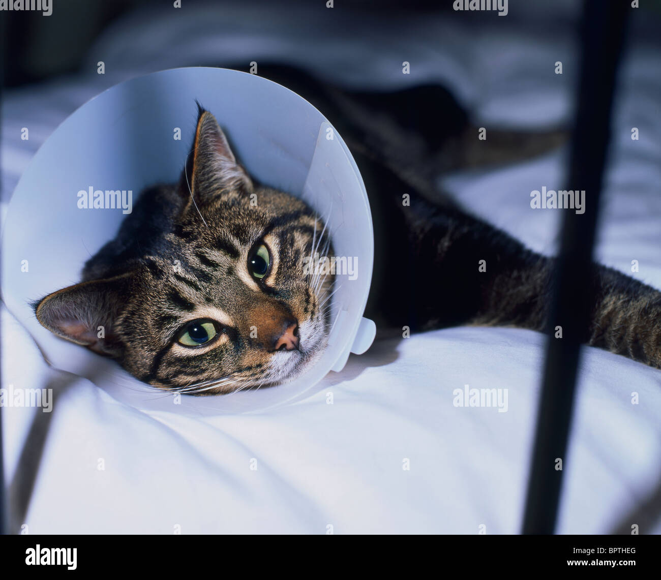 Cat in a medical Elizabethan collar Stock Photo Alamy