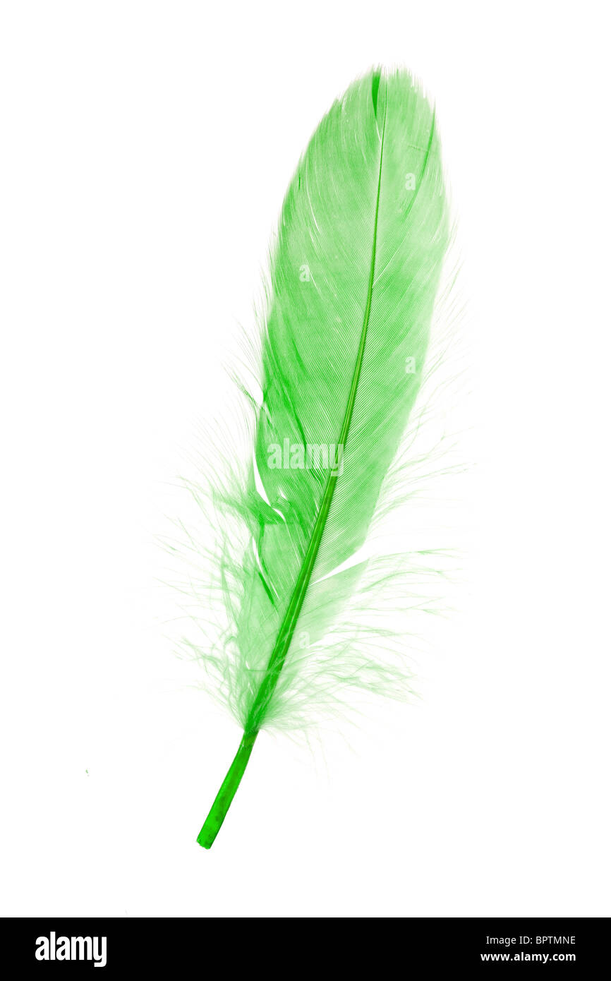 Green Feather with white background Stock Photo