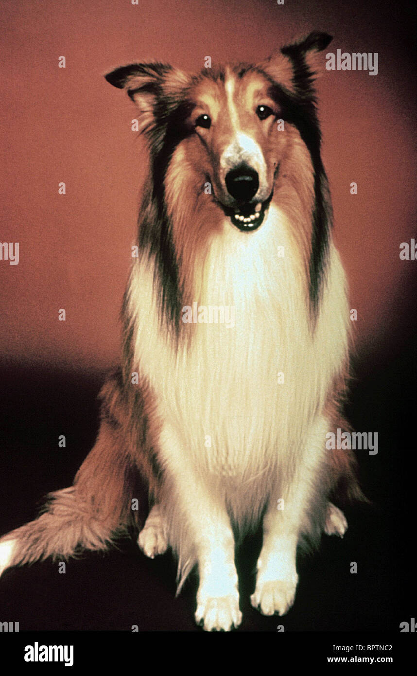 LASSIE DOG ACTOR (1943) Stock Photo