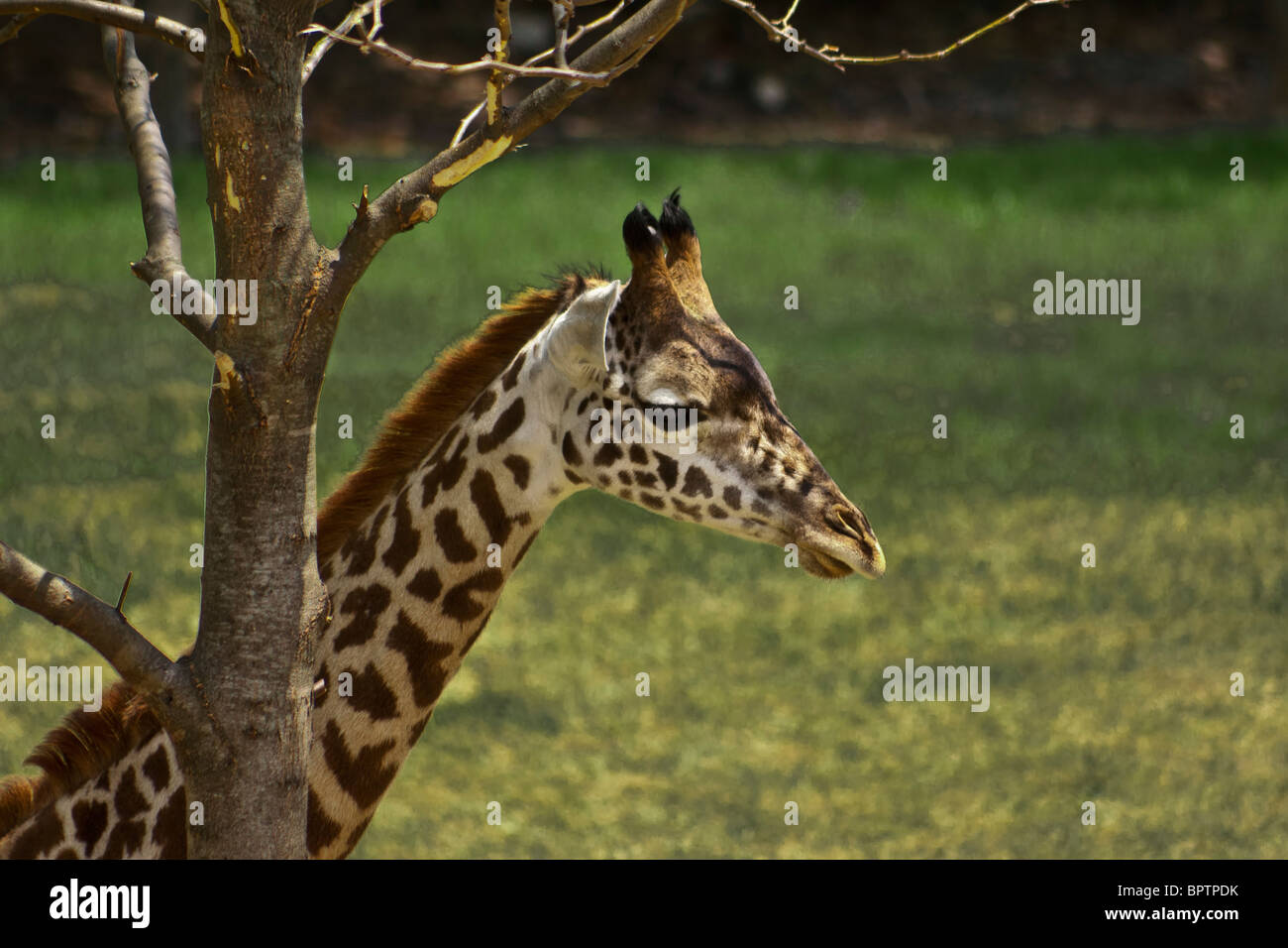 Giraffe Juvenile (Giraffa camelopardalis) Stock Photo